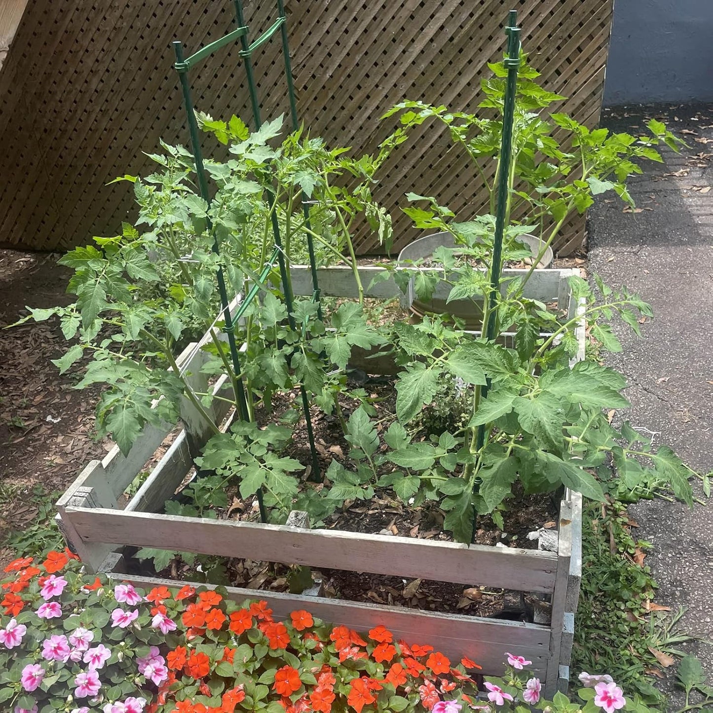 Garmeinea Garden Stakes 57 Inches Plastic Coated Steel Plant Stakes for Growing Climbing Plants, Pack of 25