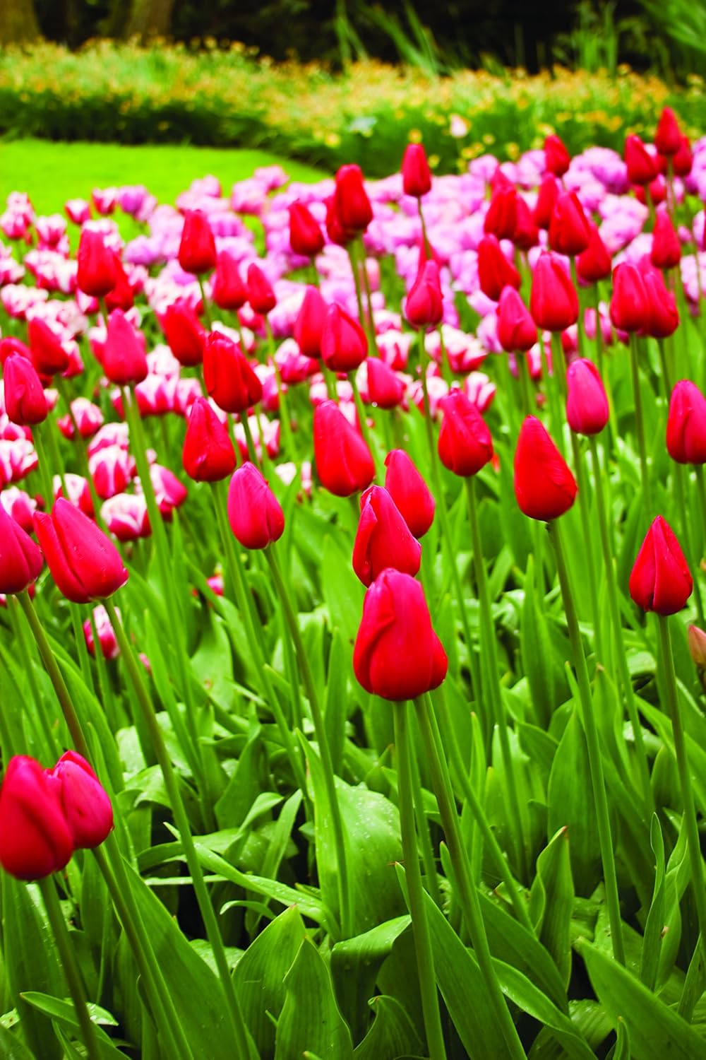 Red Tulips Darwin Hybrids (25 Bulbs) - Red Van Eijk Tulip Bulbs - Perennial Bulbs by Willard & May