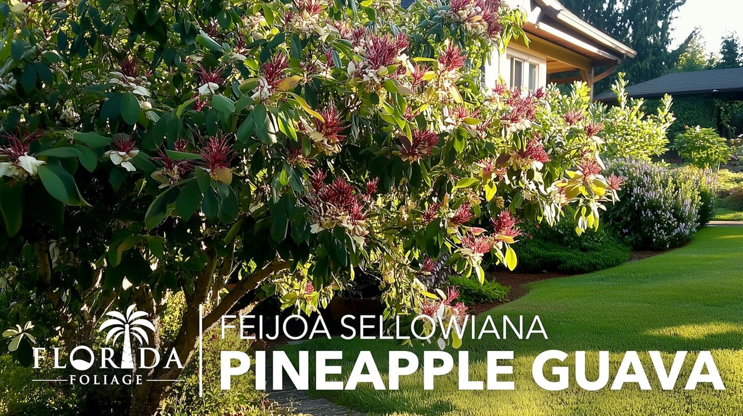 Pineapple Guava - 20 Live Plants - Feijoa Sellowiana - Edible Fruit and Flowering Foliage