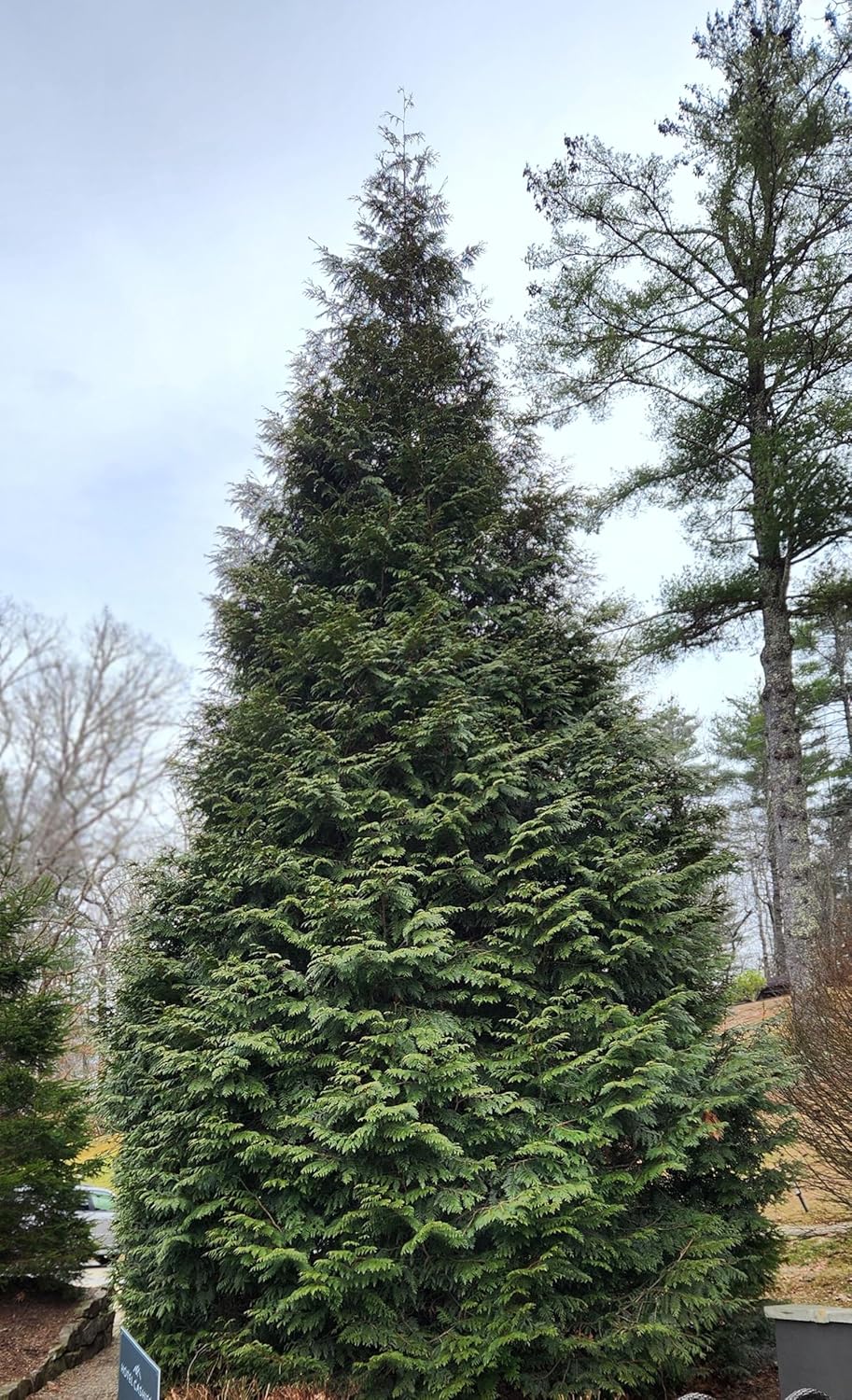 Thuja Green Giant Arborvitae Lot of 6, Quart Pot