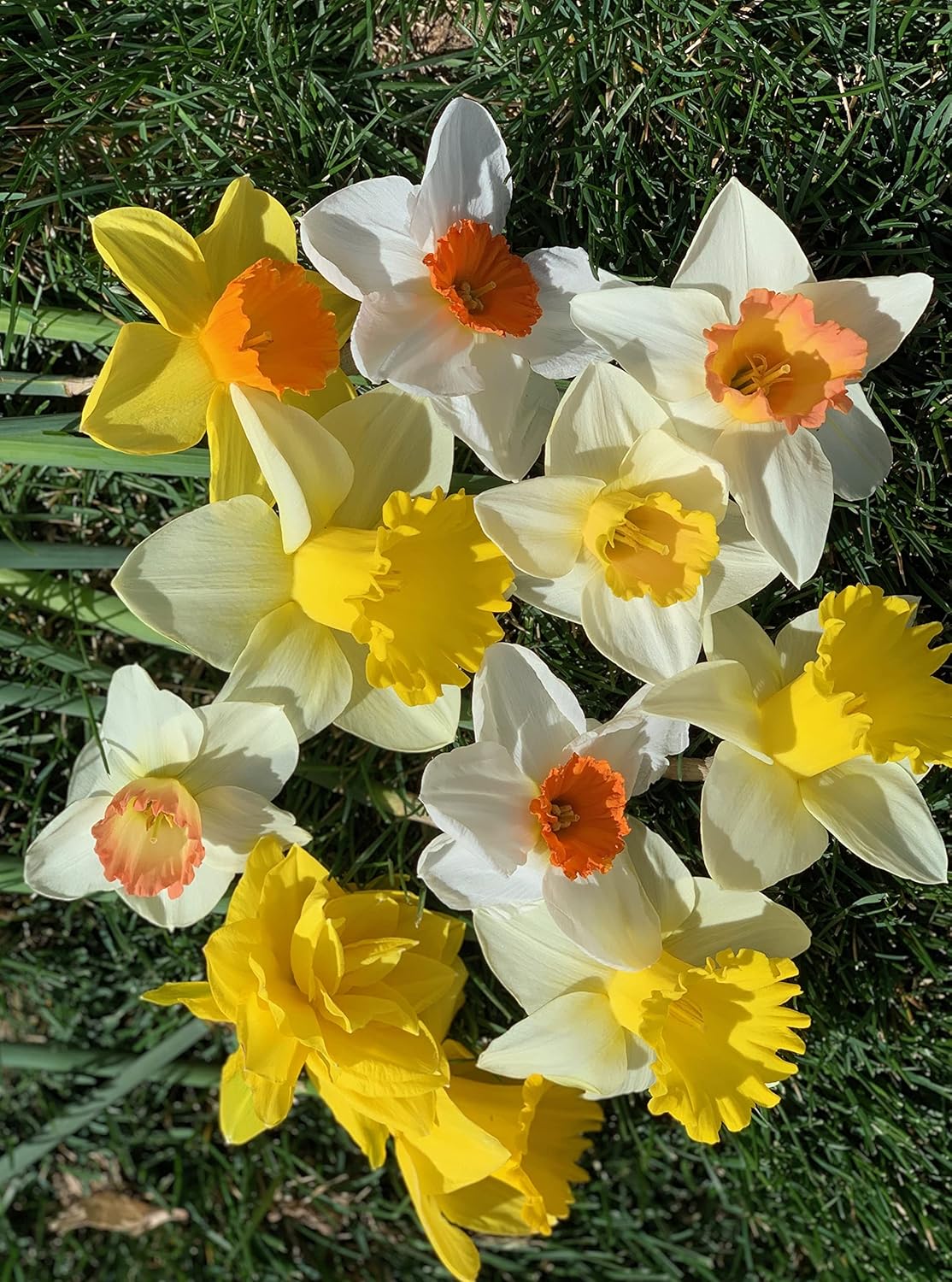 Mixed Large Cup Daffodils- 50 Perennial Daffodil Bulbs - Assorted Colors Narcissus