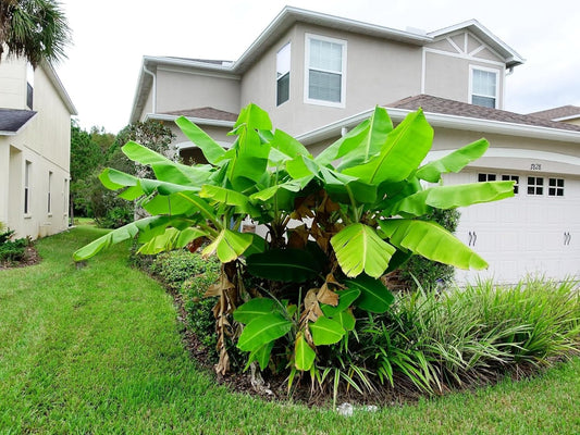 Greenwood Nursery: Live Perennial Plants - Musa Basjoo Cold Hardy Banana - [Qty: 1x Pint Pot] - (Click for Other Available Plants/Quantities)