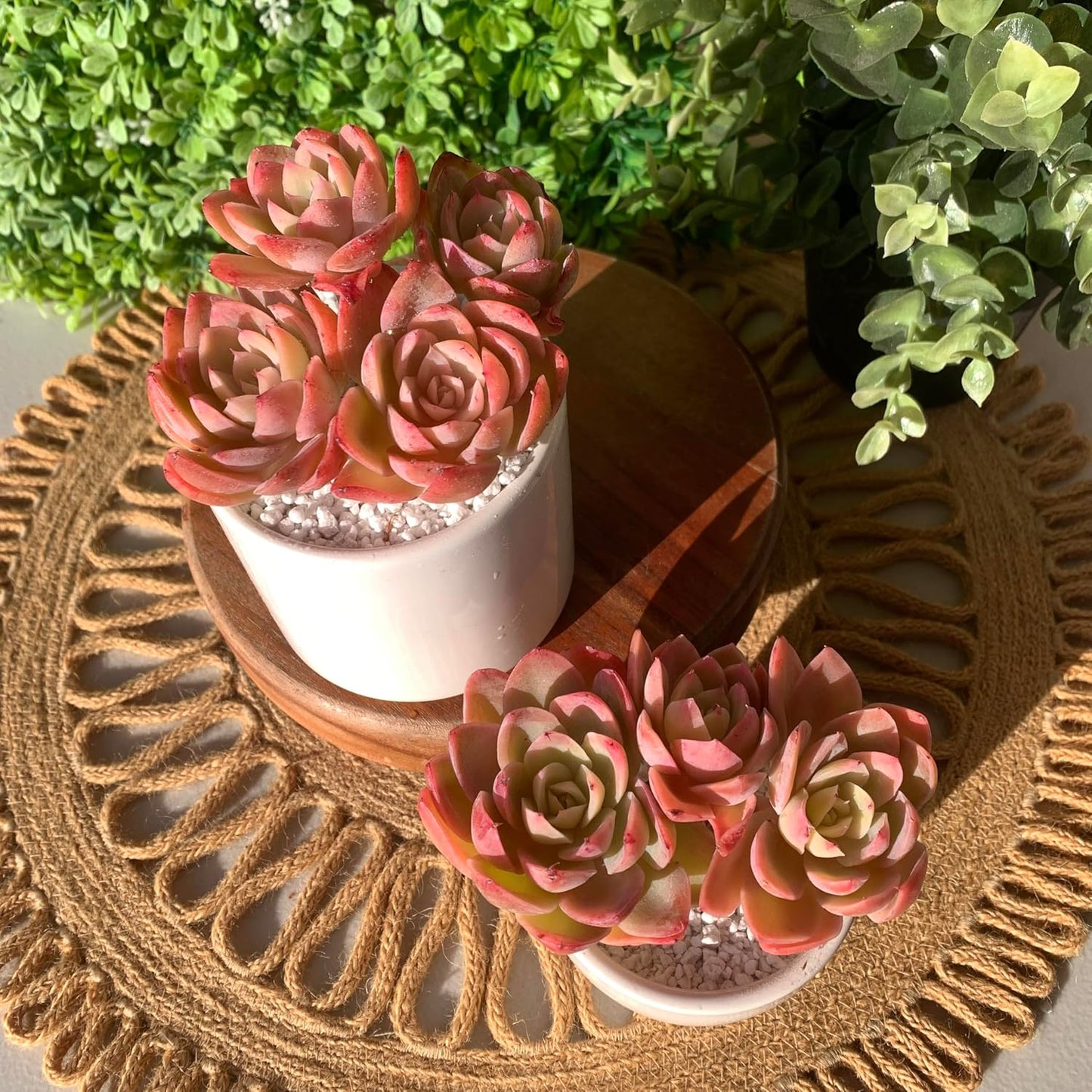 FWPP Live Succulents Plants Echeveria Silk Veil 3 inches,Rare Pink Succulents Bare Root Without Pot Soil, Live Plants Indoor Office Decoration Wedding and Gift