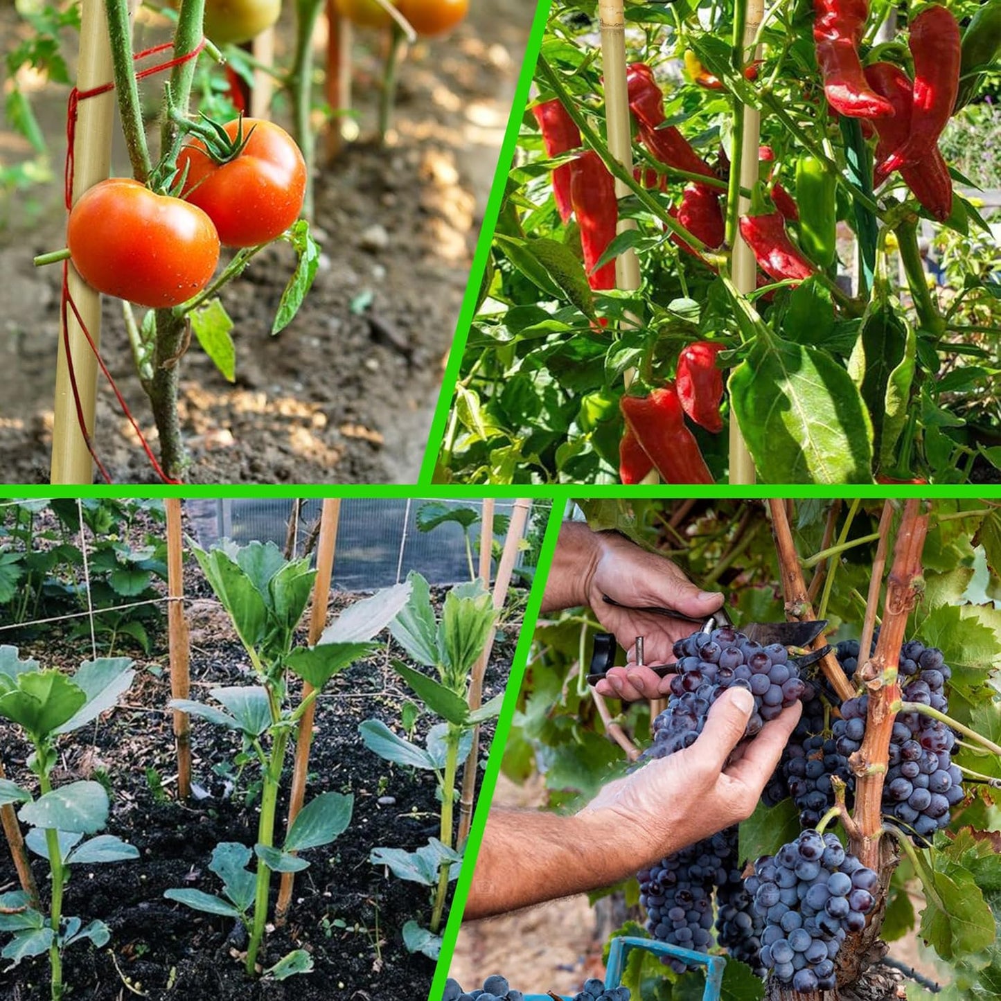 60Pcs Bamboo Stakes for Plant 5 Feet(57.5 inch), Garden Bamboo Plant Stakes for Plants Support, Climbing Plants, Tomatoes, Sunflowers, Beans, Potted Plants, Trees