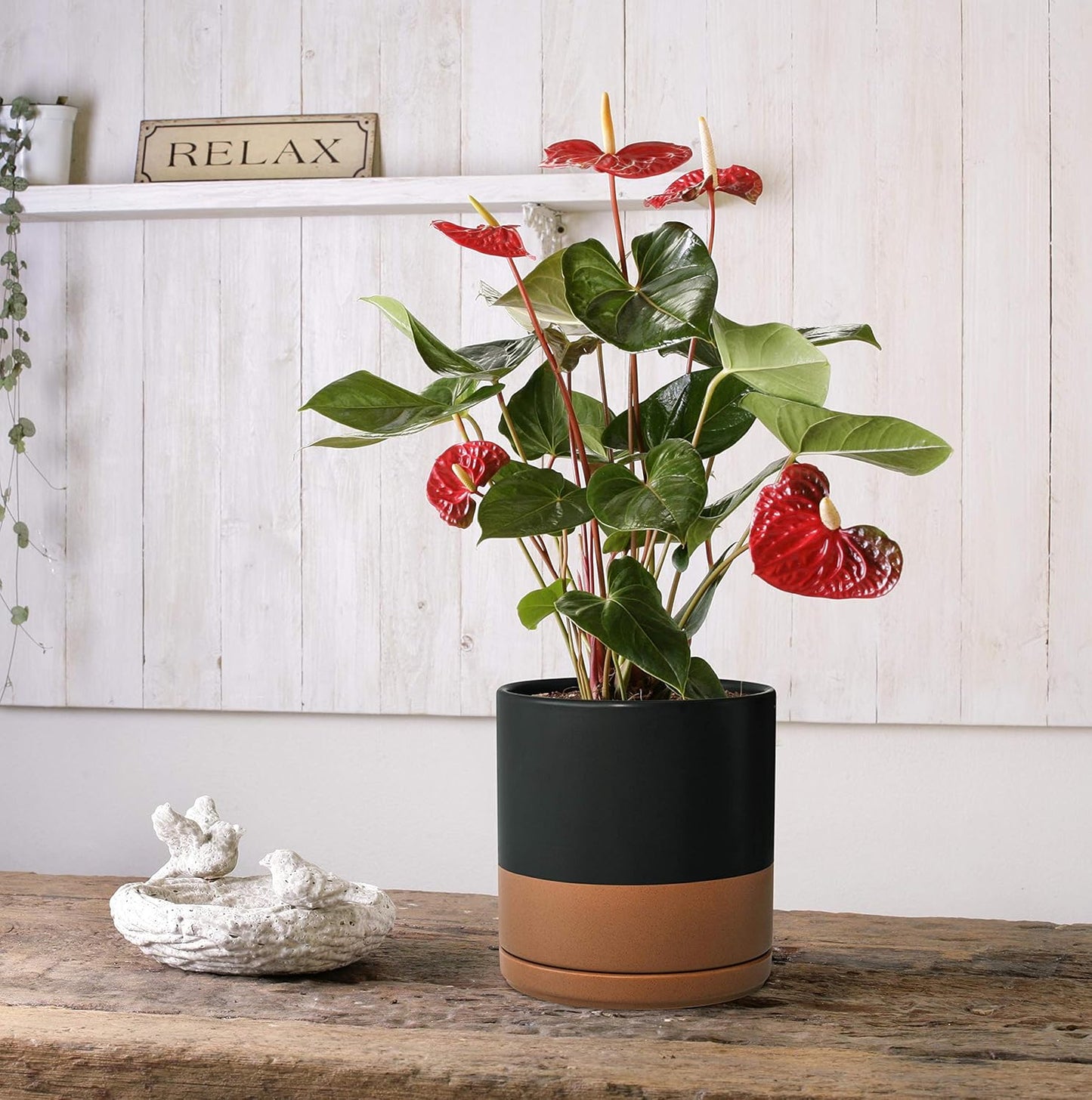 D'vine Dev 8 Inch & 10 Inch Ceramic Planter Pot for Plants with Drainage Hole and Saucer, Large Plant Pots Set, Black/Speckled Tan, 94-G-L-7