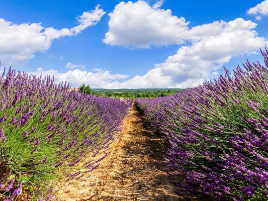 Greenwood Nursery: Live Perennial Plants - Grosso Lavender + Lavandula x Intermedia - [Qty: 3X 3.5 Pots] - (Click for Other Available Plants/Quantities)