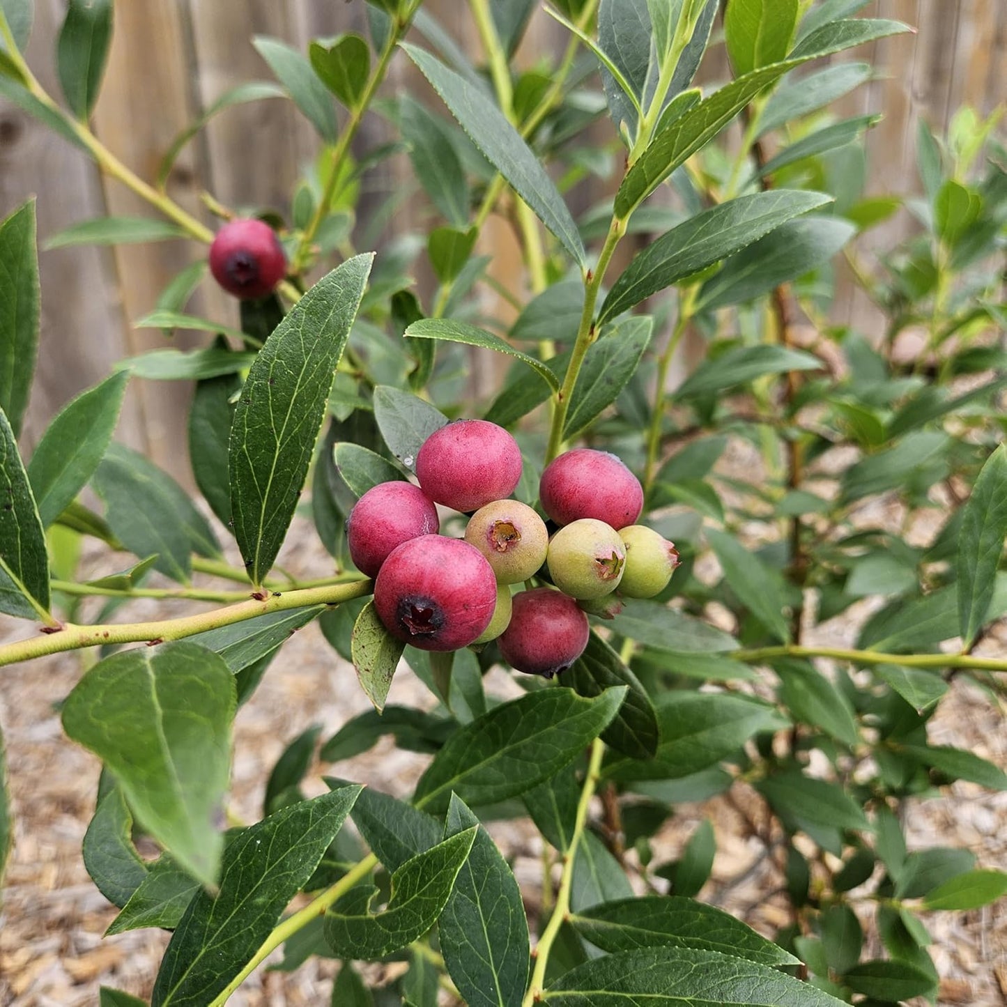 Pink Lemonade Blueberry Plant in 6-inch Pot- Unique Pink Fruit, Sweet Flavor - Non-GMO Live Berry Bush Starts for Garden or Patio