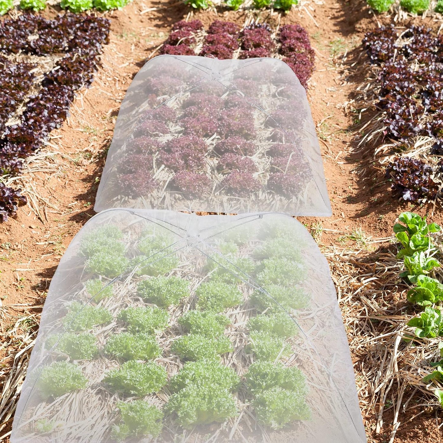 Sawysine 4 Pack Mesh Plant Cover Reusable Screen Cloche Dome Plant Protector Tent Collapsible Umbrella for Outdoor Garden Greenhouse Vegetable Flowers Strawberry from Animals(24 x 24 Inch,White)