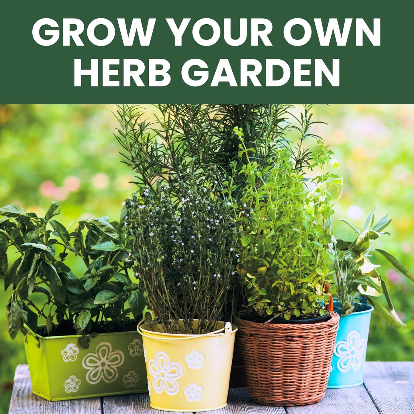 Herb Seeds | 5 Invidiual Packs | 2025 Season | Non-GMO | Basil, Dill, Mint, Parsley & Thyme! | for Planting Indoor & Outdoor | by Family Sown