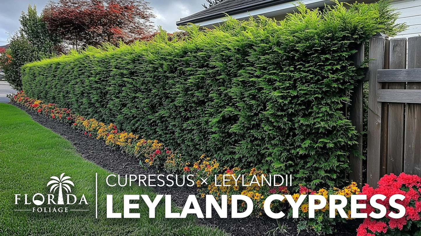Leyland Cypress | 1 Extra Large 3 Gallon Plant | Cupressocyparis leylandii | Fast Growing Privacy Trees, Evergreen Landscape Plants, Drought Tolerant, Low Maintenance, Windbreak, Hardy