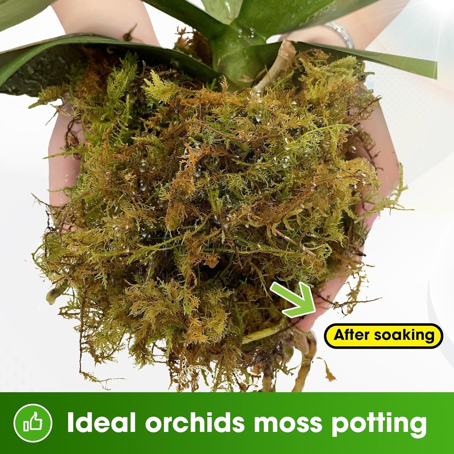 DUSPRO Dried Moss for Potted Plants, Forest Orchid Moss for Potting Mix, Sphagnum Potting Moss for Plants Indoor, Real Moss Soil Cover for Houseplant (2.1 LBS)