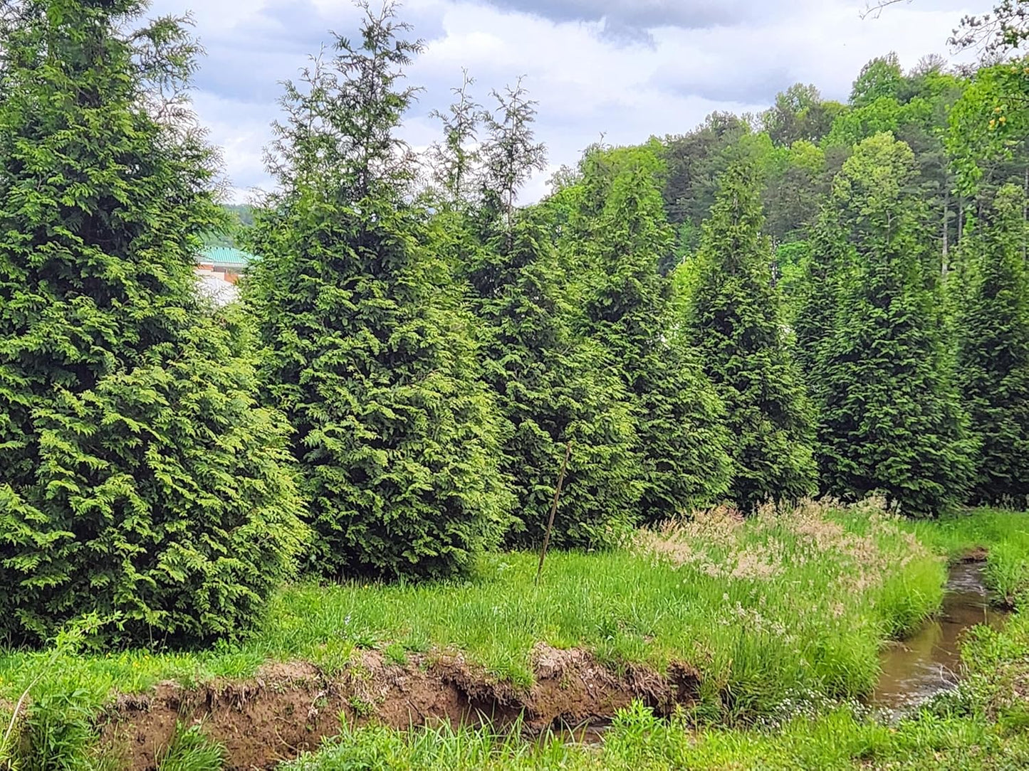 Thuja Green Giant Arborvitae Lot of 75, 3 Inch Pot
