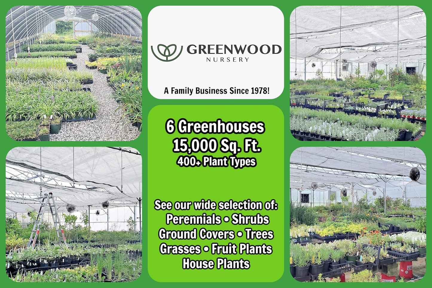 Greenwood Nursery: Live Perennial Plants - Grosso Lavender + Lavandula x Intermedia - [Qty: 2X 3.5 Pots] - (Click for Other Available Plants/Quantities)