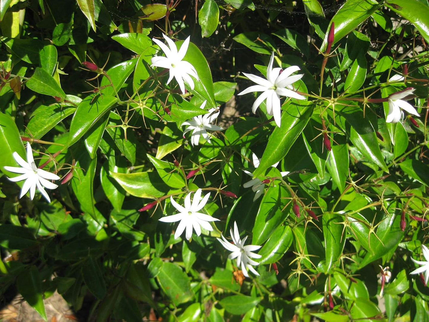 Star Jasmine - 30 Live Plants - Jasminum Nitidum - Fragrant Blooming Evergreen Vine