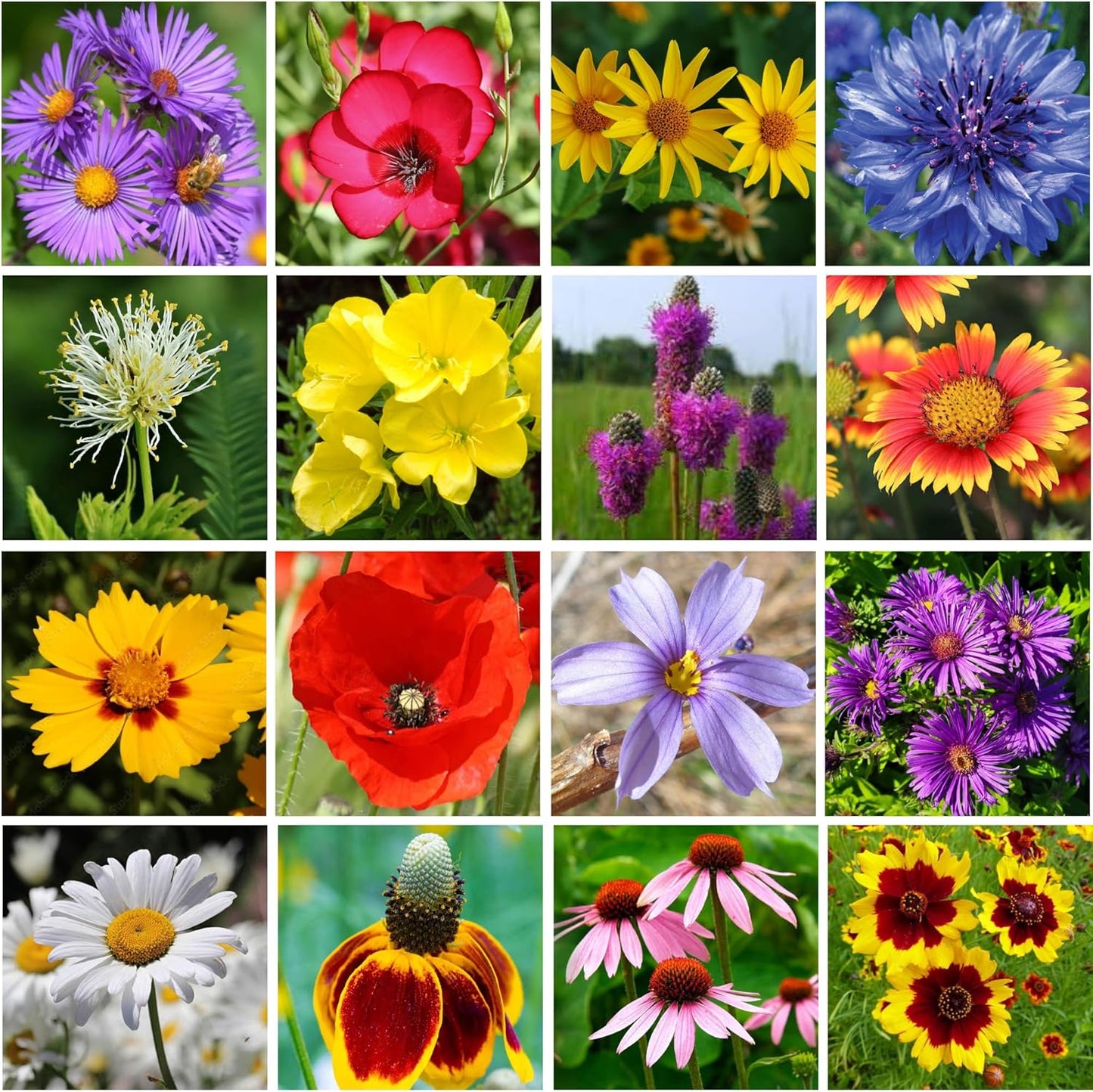 Midwest Wildflower Seeds Regional Mix - Organic, Non-GMO - 100% Pure Seed - 21 Different Wildflowers Seeds of Annual and Perennial, 1 LB Tub