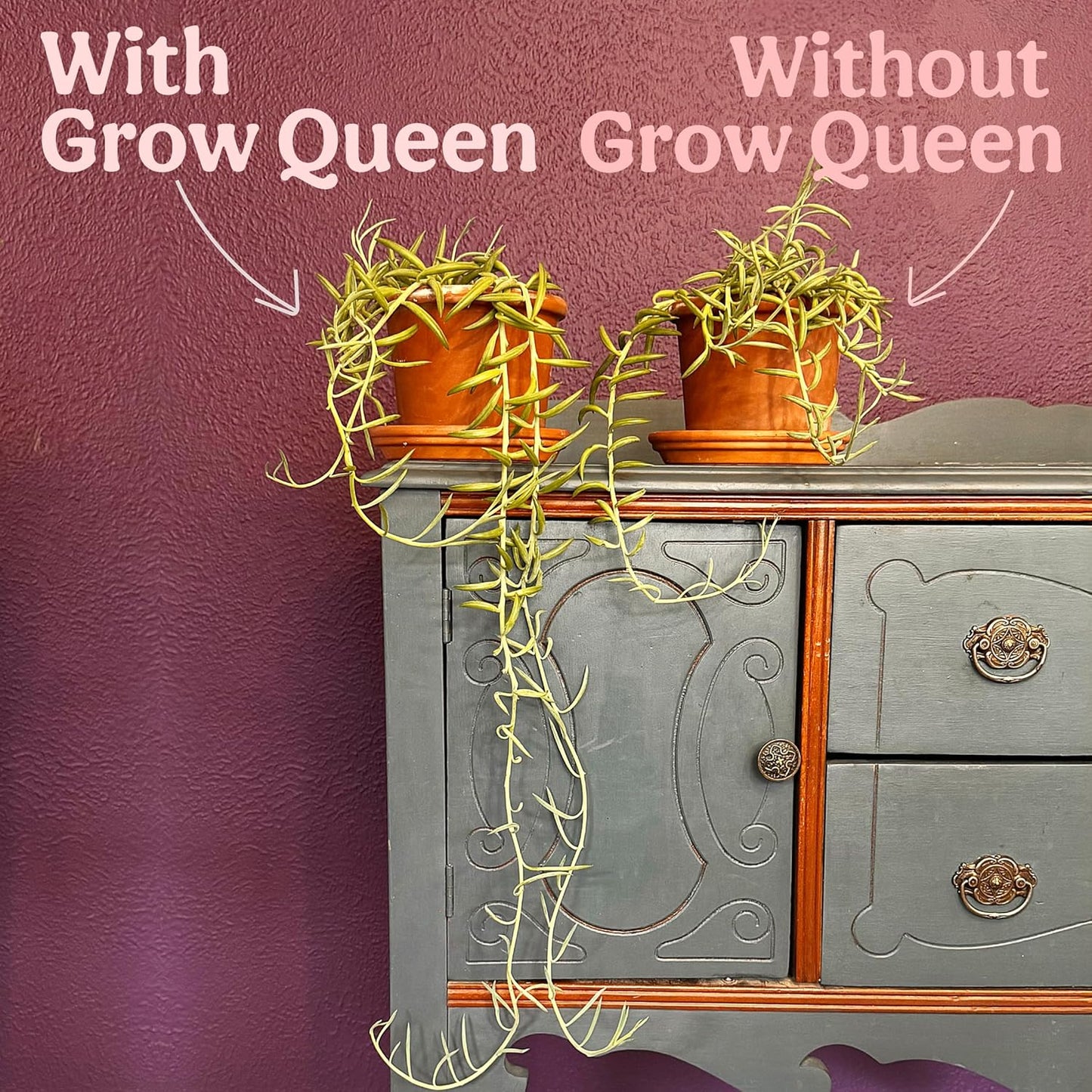 Complete Organic Cactus & Succulent Fertilizer, Succulent Plant Food & Cactus Food, Bonsai, Snake Plant Fertilizer, 11 Servings Fast & Slow Release Feeds up to 44 Plants 8 Months