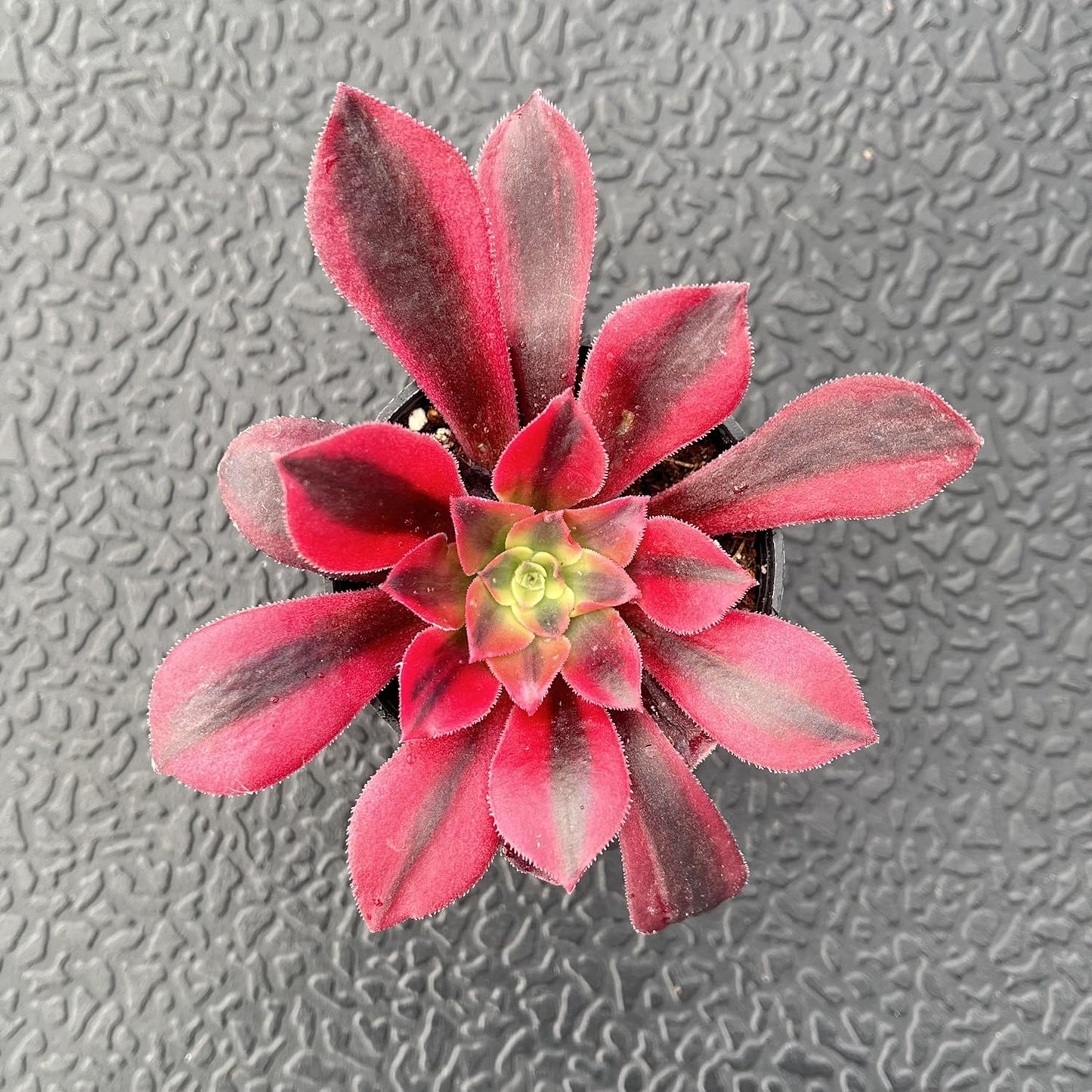 Sprout N Green Aeonium 'Meidusha', Live Rare Succulent Potted 2" Planter, Real House Plant for Party Favors Home Indoor Outdoor Garden Wedding Decoration DIY Projects