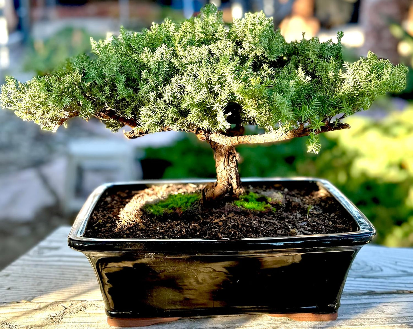 Live Dwarf Juniper Bonsai Tree 15+Years Old | Juniper or Jade Bonsai Tree | Indoor/Outdoor | 100% Handcrafted| Home and Office Décor | Best Gift for Holiday (style4)