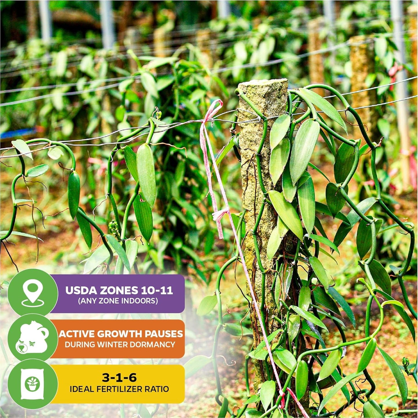 Vanilla Bean Orchid Live Plant - Vanilla planifolia by Wellspring Gardens - Fragrant Vanilla Beans, Versatile Vine, Tropical Elegance, Aromatic Treasure - Vanilla Bean Starter Plant