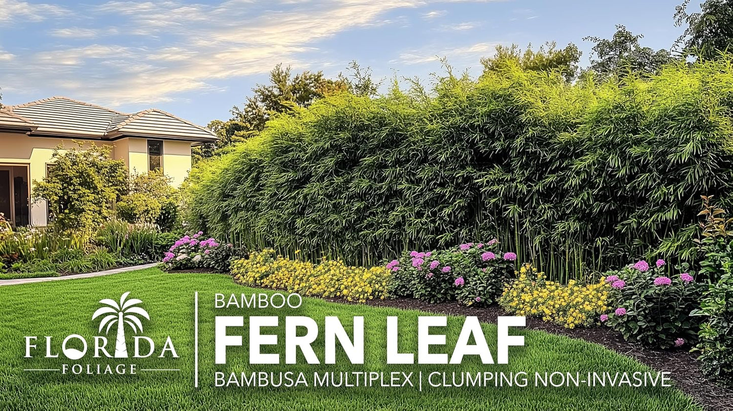 Bamboo Fernleaf | 1 Large Gallon Size Plant | Bambusa multiplex | Clumping Bamboo Privacy Screen | Fast Growing Hedge Windbreak Gardens Walkways Borders Decorative Accent Garden Feature Zone