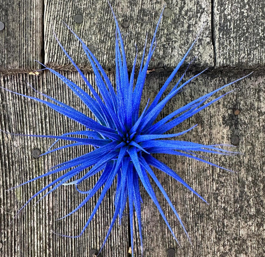 Live Extra Large Tillandsia Ionantha Guatemala Colorful Air Plant 3+ inch Enhanced Color Easy Care Indoor Outdoor Home Decor Gift Airplant by Awesome Industries (Deep Blue XL)