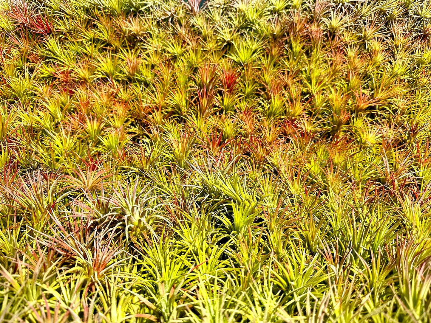 Air Plants Bulk - Tillandsia Ionantha Wholesale Pack, Regular 1-3" - 50ct - Live Arrival Guaranteed - House Plants for Home Decor & Gift