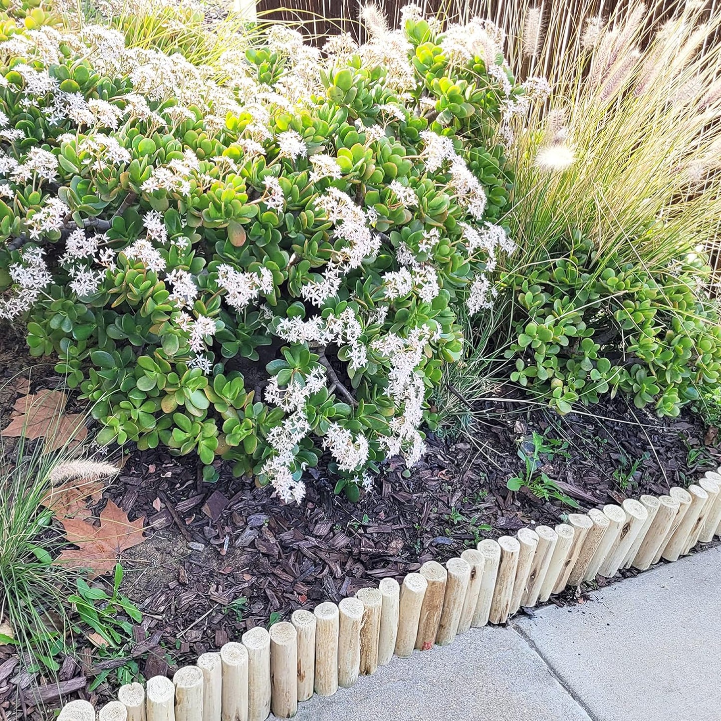 Backyard X-Scapes Natural Eucalyptus Wood Solid Log for Garden Edging Lawn Landscape Fence Borders 72 in L x 6 in H x 1.25 in D