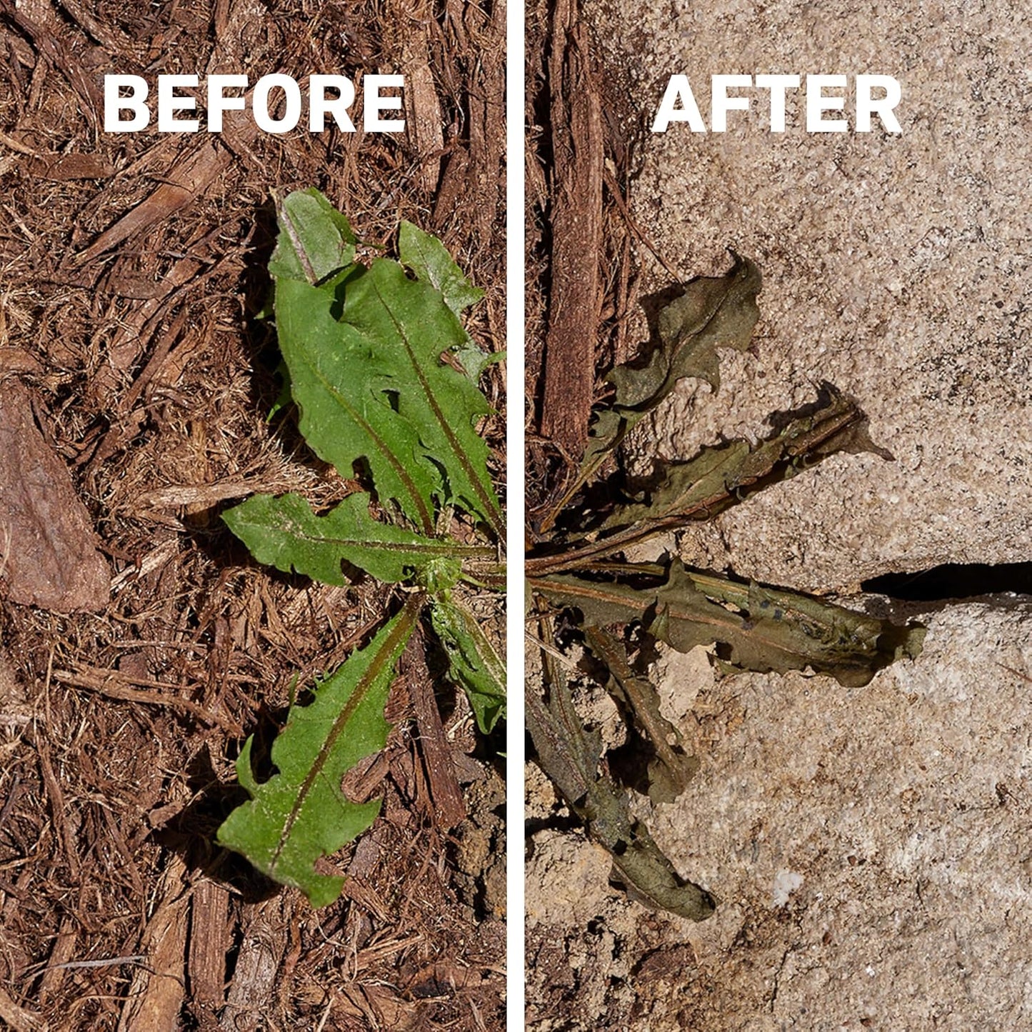 Spruce Weed Killer Refill - Versatile Weed & Grass Killer₂ for Flower Beds, Driveways & Mulch Beds - No Pour, No Mix, No Mess Refill - Kills Dandelions, Crabgrass & More (64 Oz)